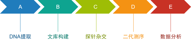 外显子流程图.png